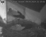 Capi_Dubne_20250509_211502.jpg