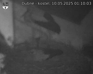 Capi_Dubne_20250510_011003.jpg (1350 x 1080)