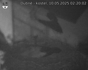 Capi_Dubne_20250510_022002.jpg (1350 x 1080)