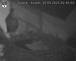Capi_Dubne_20250510_024502.jpg