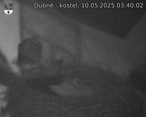 Capi_Dubne_20250510_034002.jpg (1350 x 1080)