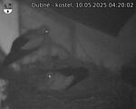 Capi_Dubne_20250510_042002.jpg