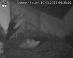 Capi_Dubne_20250510_043502.jpg