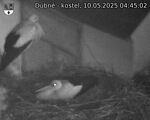 Capi_Dubne_20250510_044502.jpg