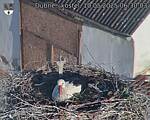 Capi_Dubne_20250510_063003.jpg