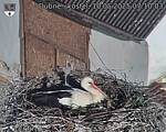 Capi_Dubne_20250510_071003.jpg