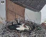 Capi_Dubne_20250510_072002.jpg