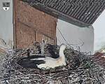 Capi_Dubne_20250510_073003.jpg