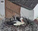 Capi_Dubne_20250510_074003.jpg
