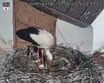 Capi_Dubne_20250510_074503.jpg