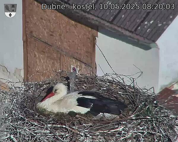 Capi_Dubne_20250510_082003.jpg (1350 x 1080)