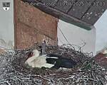 Capi_Dubne_20250510_083003.jpg