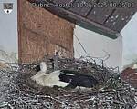 Capi_Dubne_20250510_083503.jpg