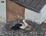 Capi_Dubne_20250510_085003.jpg