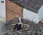 Capi_Dubne_20250510_100503.jpg