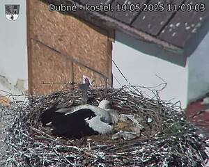 Capi_Dubne_20250510_110003.jpg (1350 x 1080)