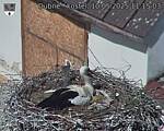 Capi_Dubne_20250510_111503.jpg