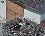 Capi_Dubne_20250510_113003.jpg