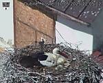 Capi_Dubne_20250510_120502.jpg