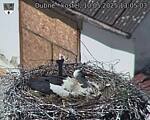 Capi_Dubne_20250510_130503.jpg