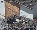 Capi_Dubne_20250510_134503.jpg