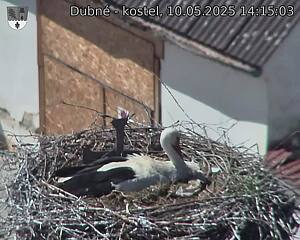 Capi_Dubne_20250510_141503.jpg (1350 x 1080)