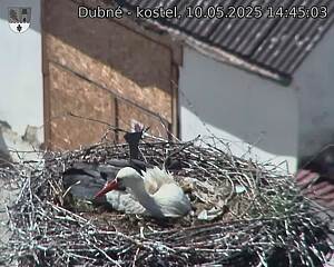 Capi_Dubne_20250510_144503.jpg (1350 x 1080)