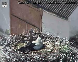 Capi_Dubne_20250510_160003.jpg (1350 x 1080)