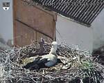 Capi_Dubne_20250510_162003.jpg