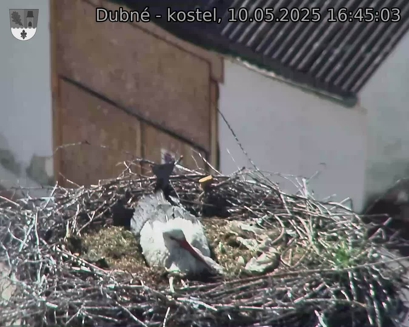 Capi_Dubne_20250510_164503.jpg (1350 x 1080)