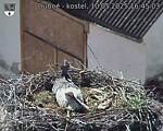 Capi_Dubne_20250510_164503.jpg