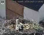 Capi_Dubne_20250510_172002.jpg
