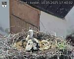 Capi_Dubne_20250510_174002.jpg