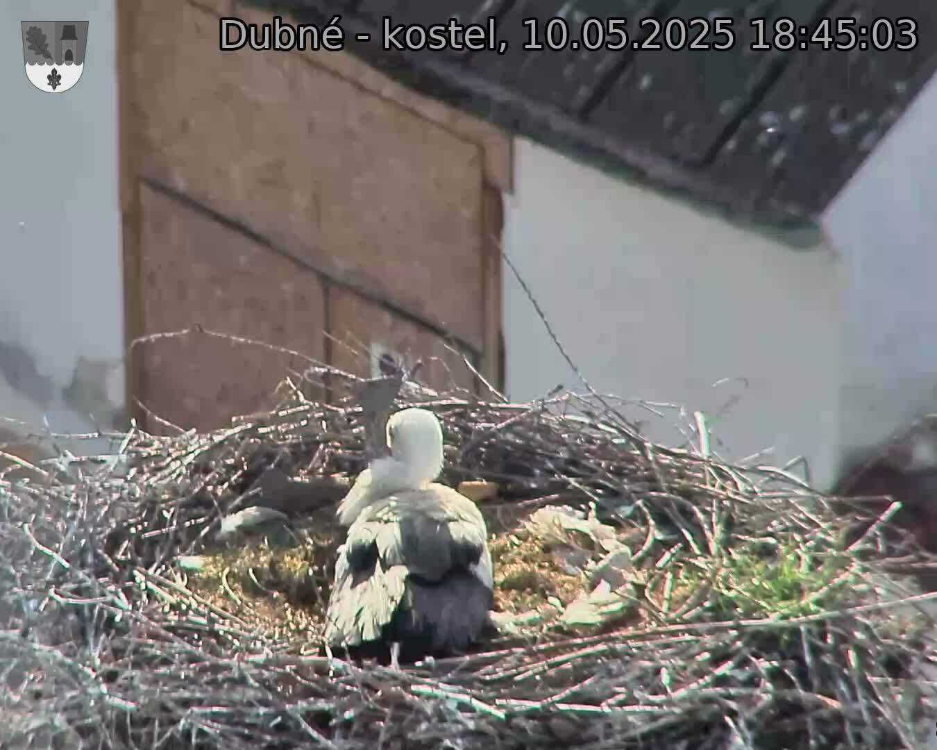 Capi_Dubne_20250510_184503.jpg (1350 x 1080)