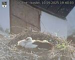 Capi_Dubne_20250510_194003.jpg