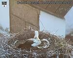 Capi_Dubne_20250510_201503.jpg
