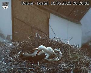 Capi_Dubne_20250510_202003.jpg (1350 x 1080)