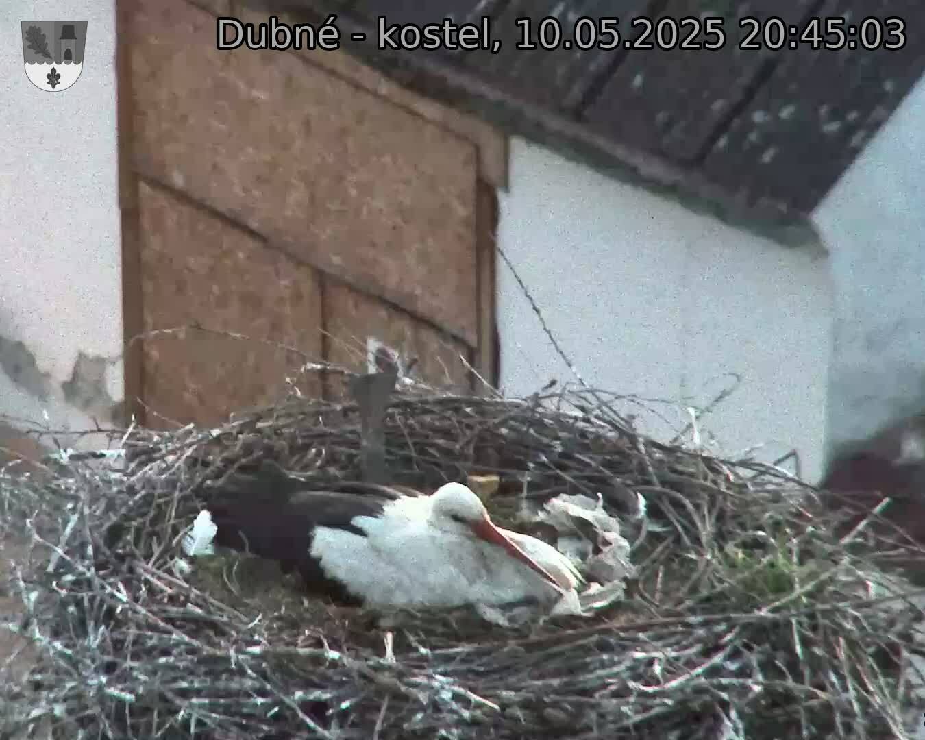 Capi_Dubne_20250510_204503.jpg (1350 x 1080)
