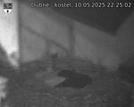 Capi_Dubne_20250510_222502.jpg