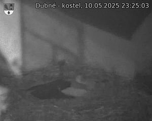 Capi_Dubne_20250510_232503.jpg (1350 x 1080)
