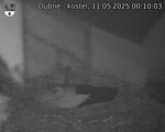 Capi_Dubne_20250511_001003.jpg