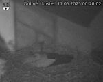 Capi_Dubne_20250511_002002.jpg