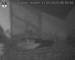 Capi_Dubne_20250511_004502.jpg