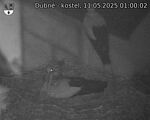 Capi_Dubne_20250511_010002.jpg