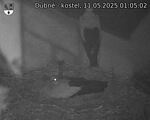 Capi_Dubne_20250511_010502.jpg