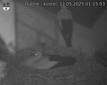 Capi_Dubne_20250511_011503.jpg