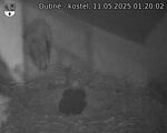 Capi_Dubne_20250511_012002.jpg
