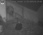 Capi_Dubne_20250511_012502.jpg