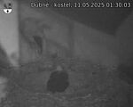 Capi_Dubne_20250511_013003.jpg