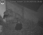 Capi_Dubne_20250511_013502.jpg